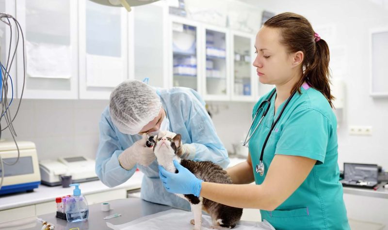 checkup-pet-cat-ears-otoscope-vet-veterinarian-doctor-check-clinic-examine-cornish-rex-health-breed_t20_WxrPRg